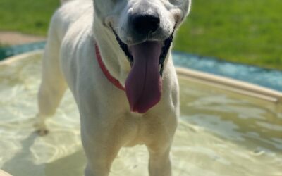 Luca