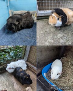 5 x guinea pigs