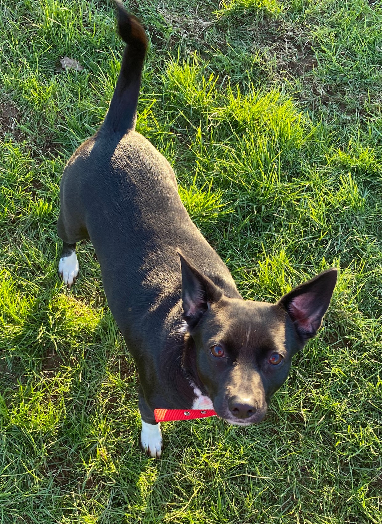 Lucky one of our resident dogs in need of pen sponsorship