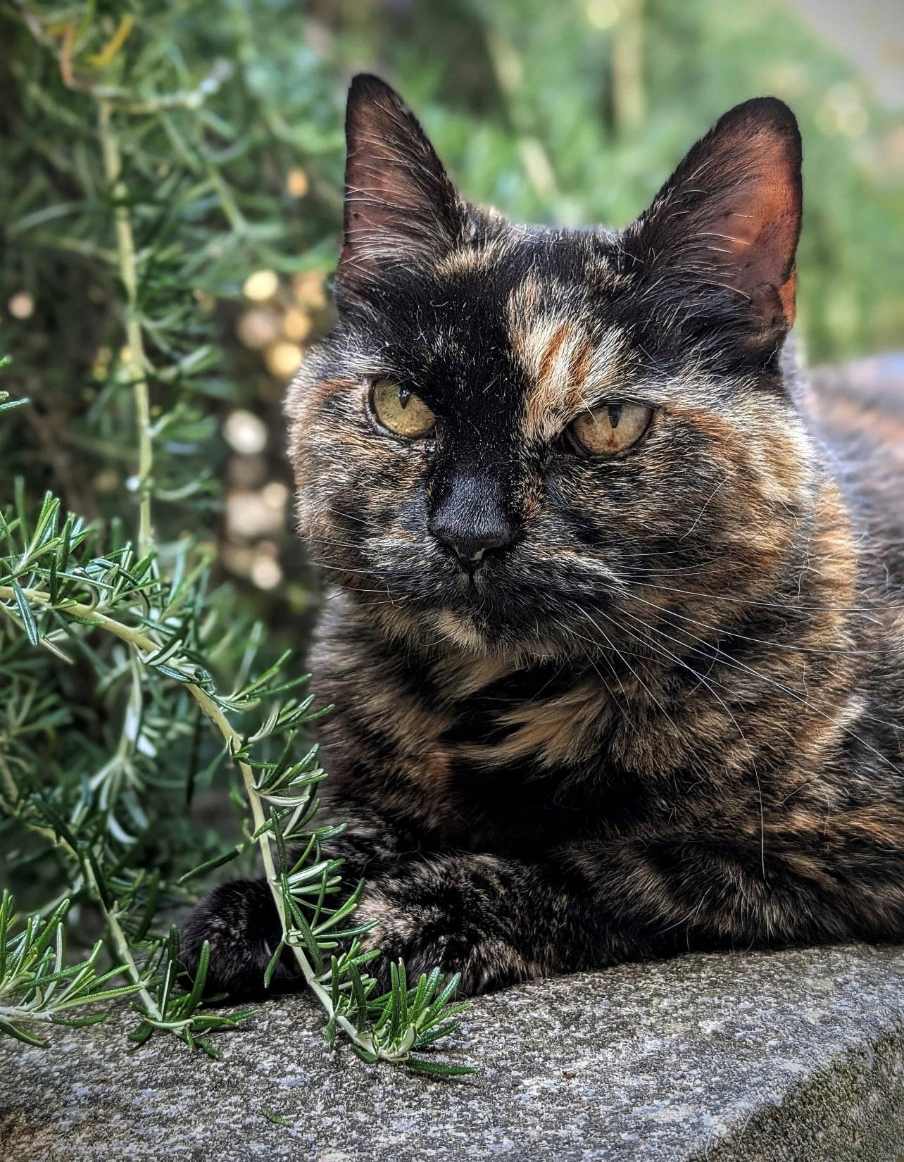 sam