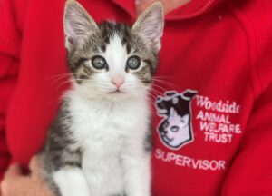 Kittens needing help