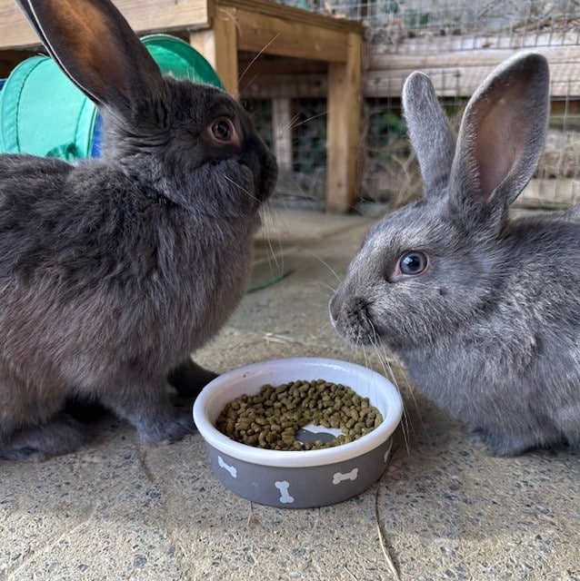 Stripey the black and white Netherland dwarf rabbit.