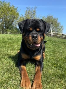 Tyson
