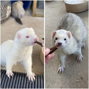 Bob and Billy