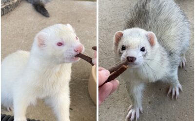 Bob and Billy