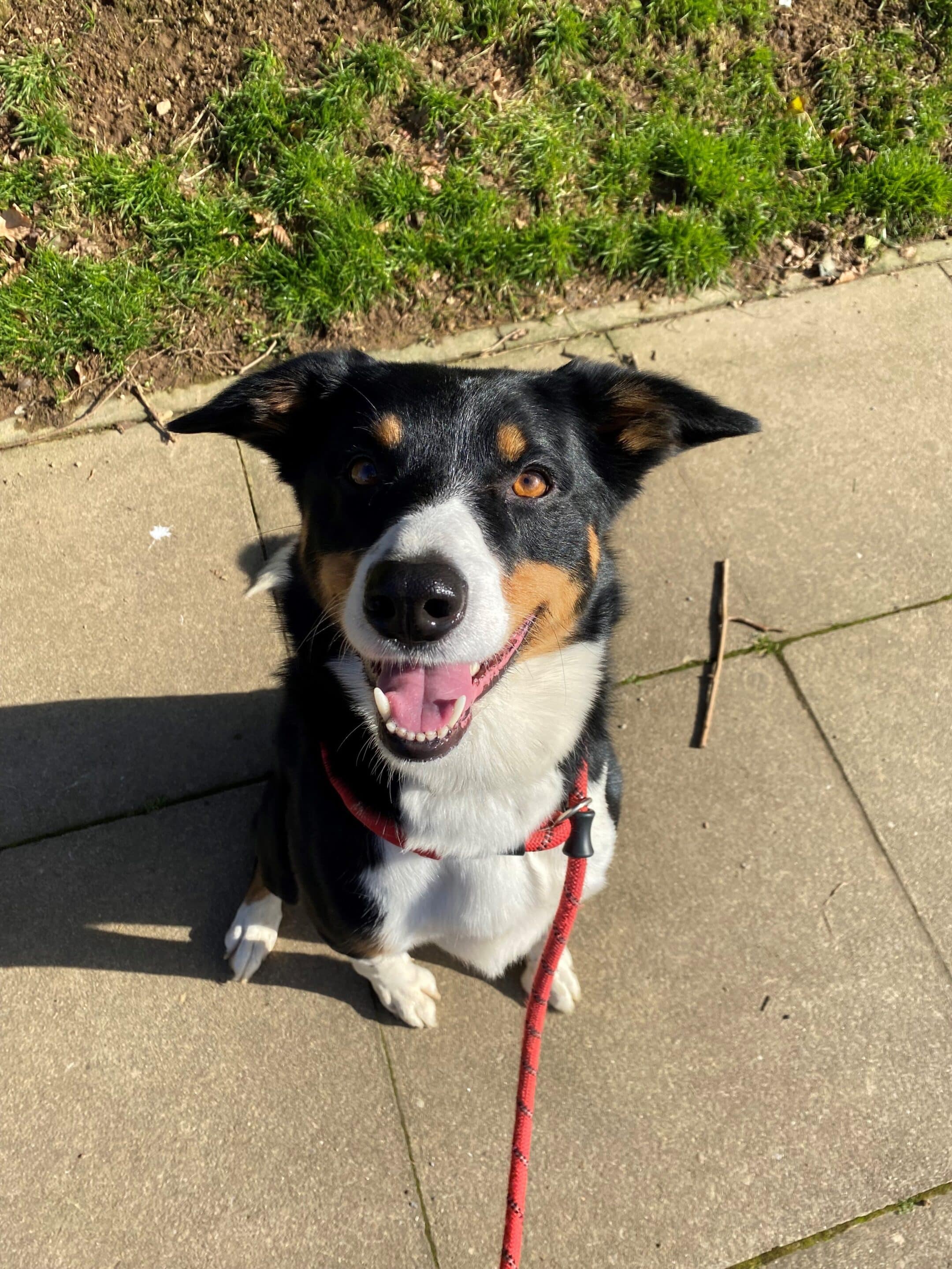 Nelly the dog looking up, hoping you will sponsor a pen.