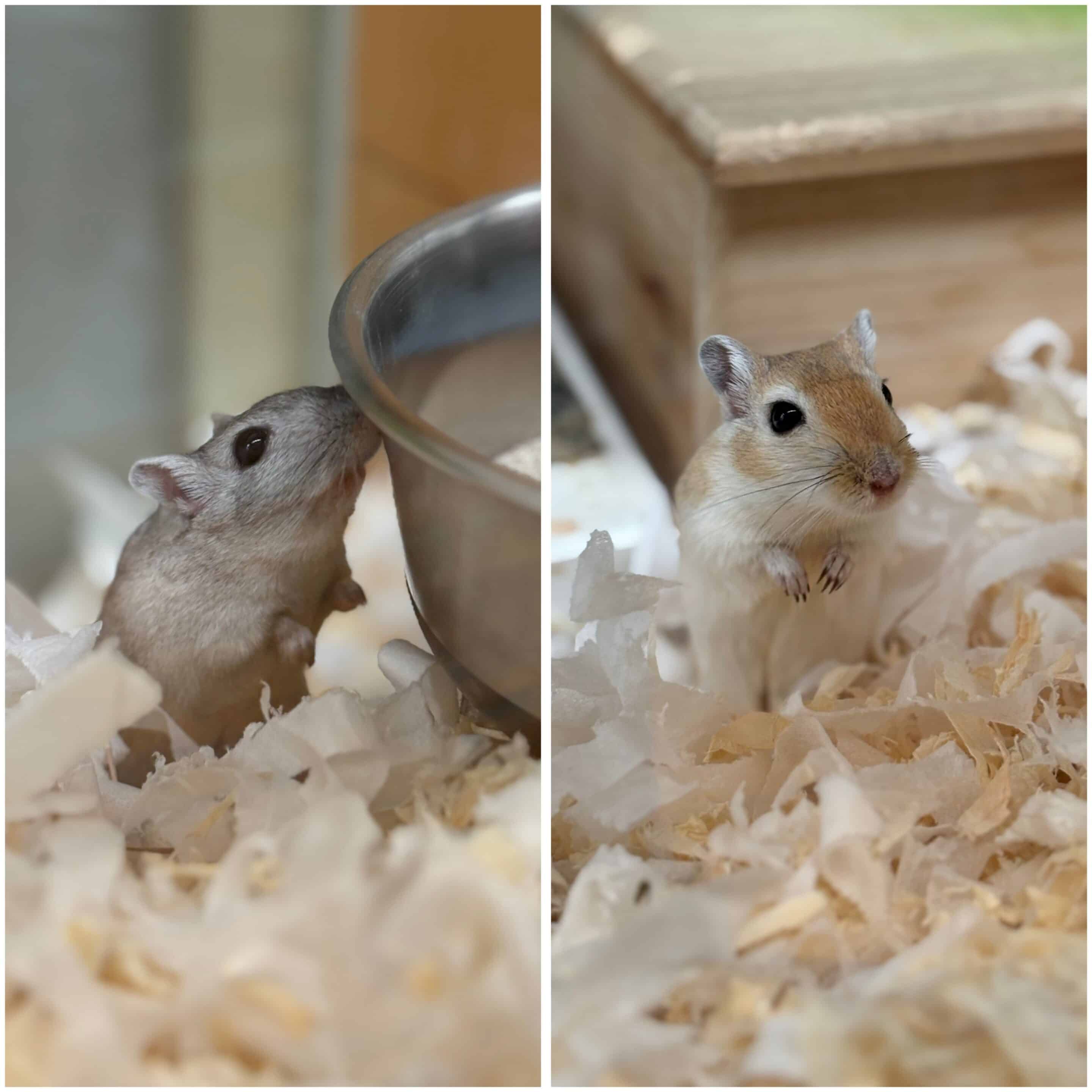 gerbils