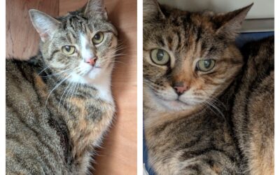 Misty and Tiggie