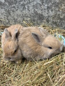 10 baby rabbits