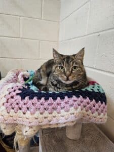 Smokey- experienced home needed.