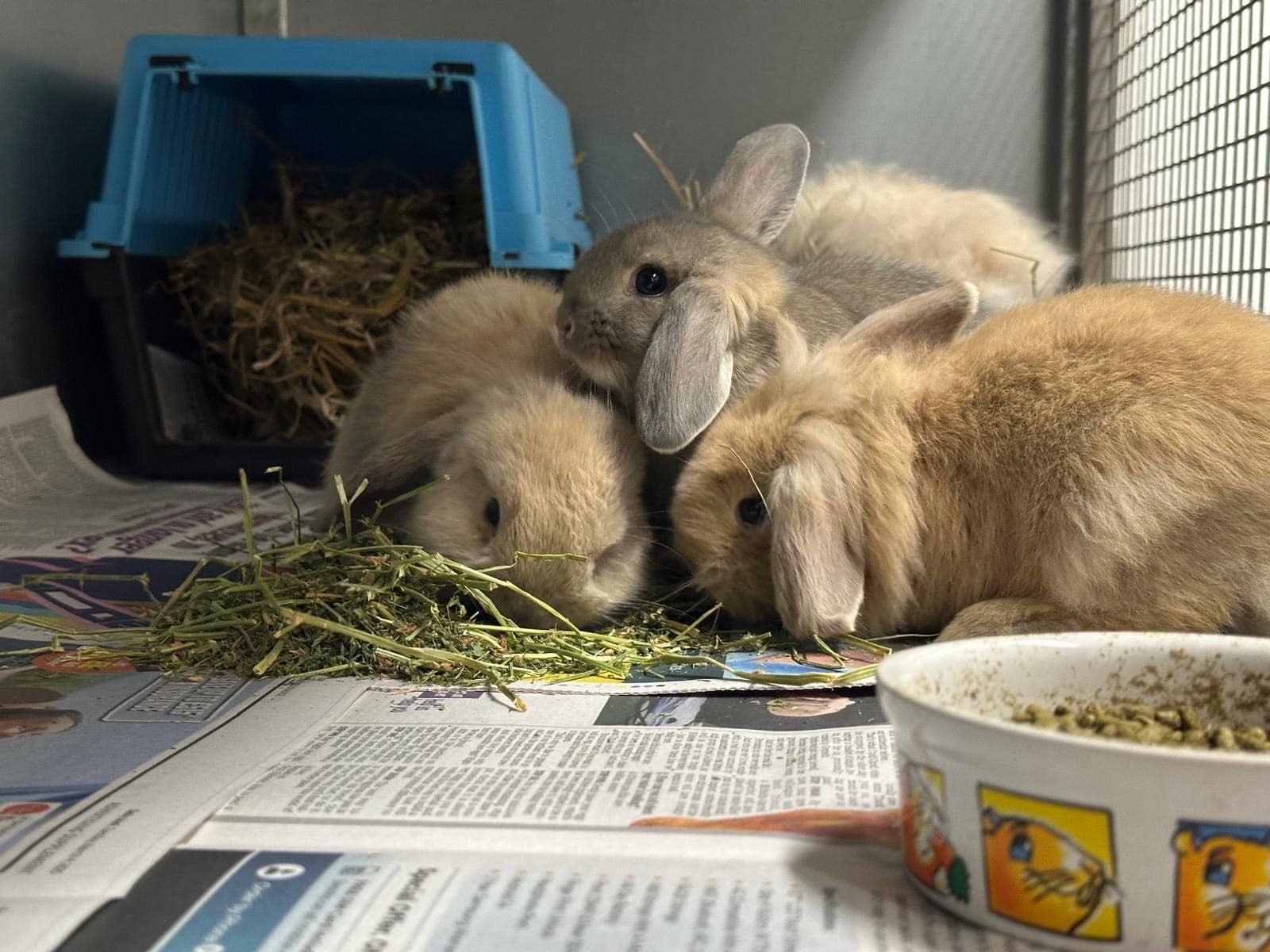 Roger the friendly rabbit looking for a new home.