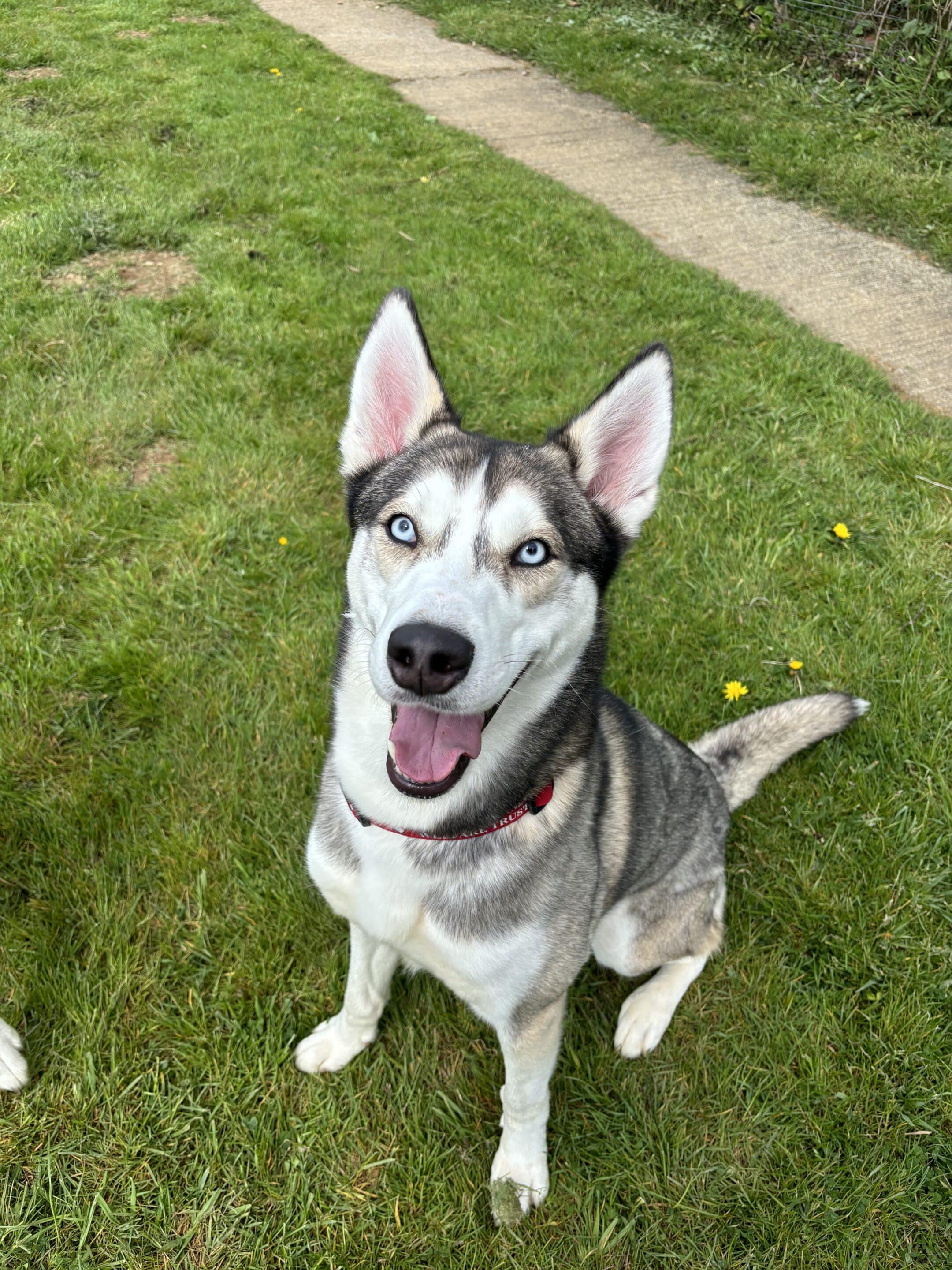 A dog called Lucky
