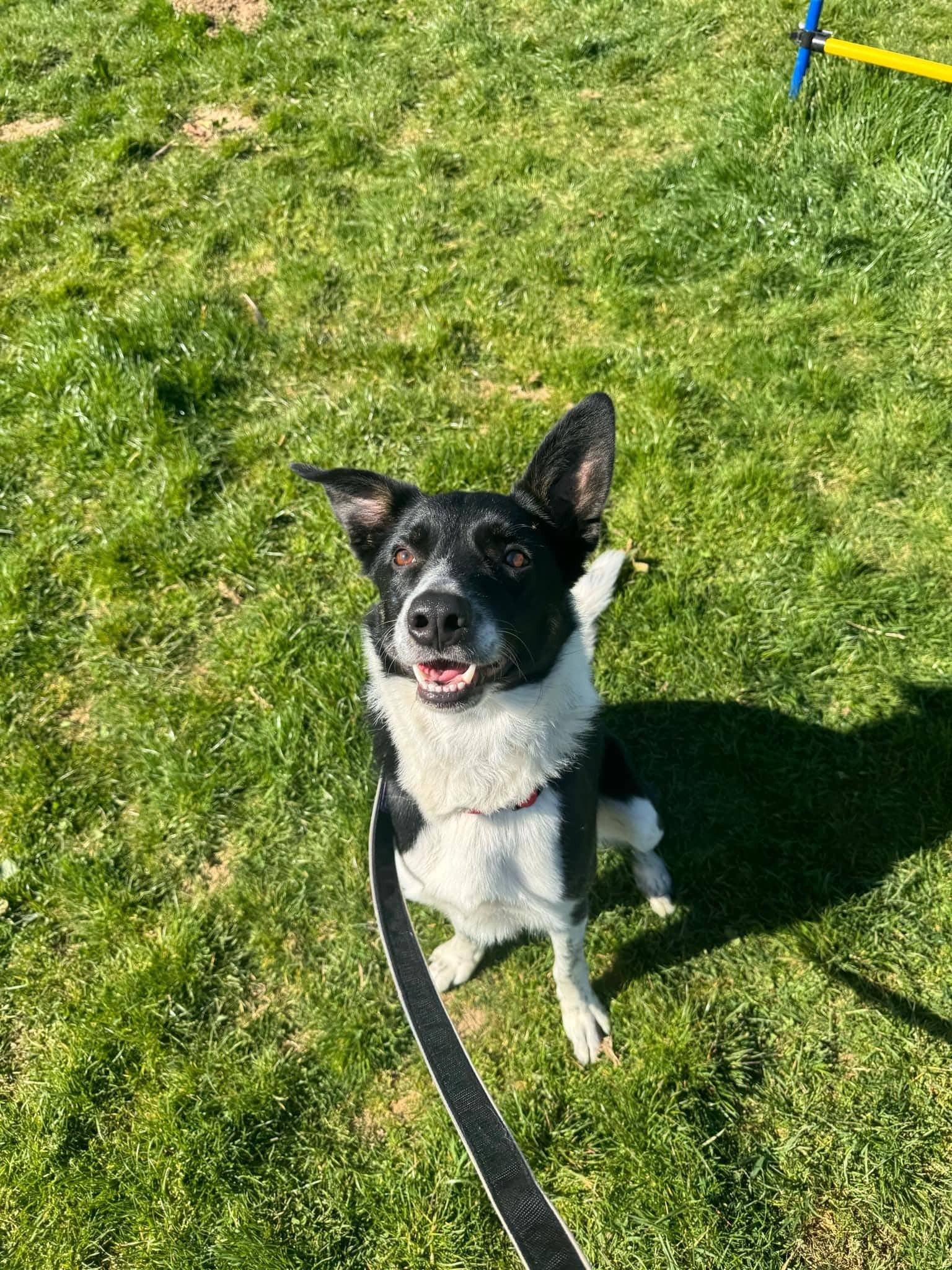 Lucky one of our resident dogs in need of pen sponsorship