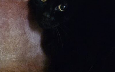 Ellie