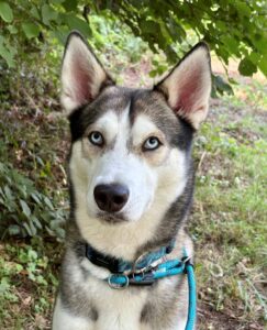 Bodie