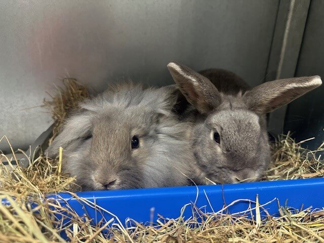 Oreo the friendly male black lionhead rabbit in need of a new home.