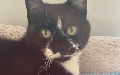 Mambo