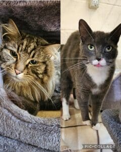 Monty & Flint