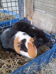 Harry and Ron