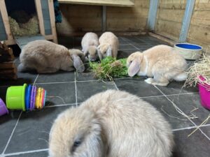 Sage, Lavender, Basil, Parsley and Thyme