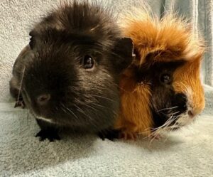 Arthur + Harper