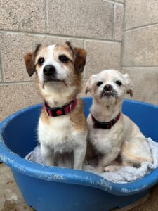 Charlie and Rosie