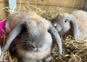 Sage and Basil