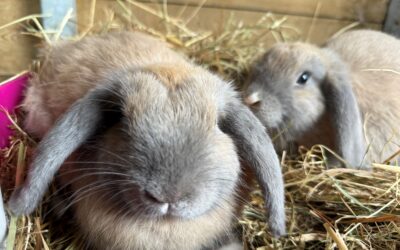 Sage and Basil