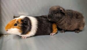 Harry and Ron