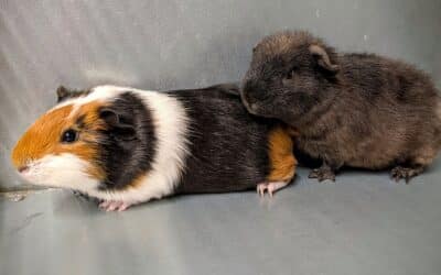 Harry and Ron