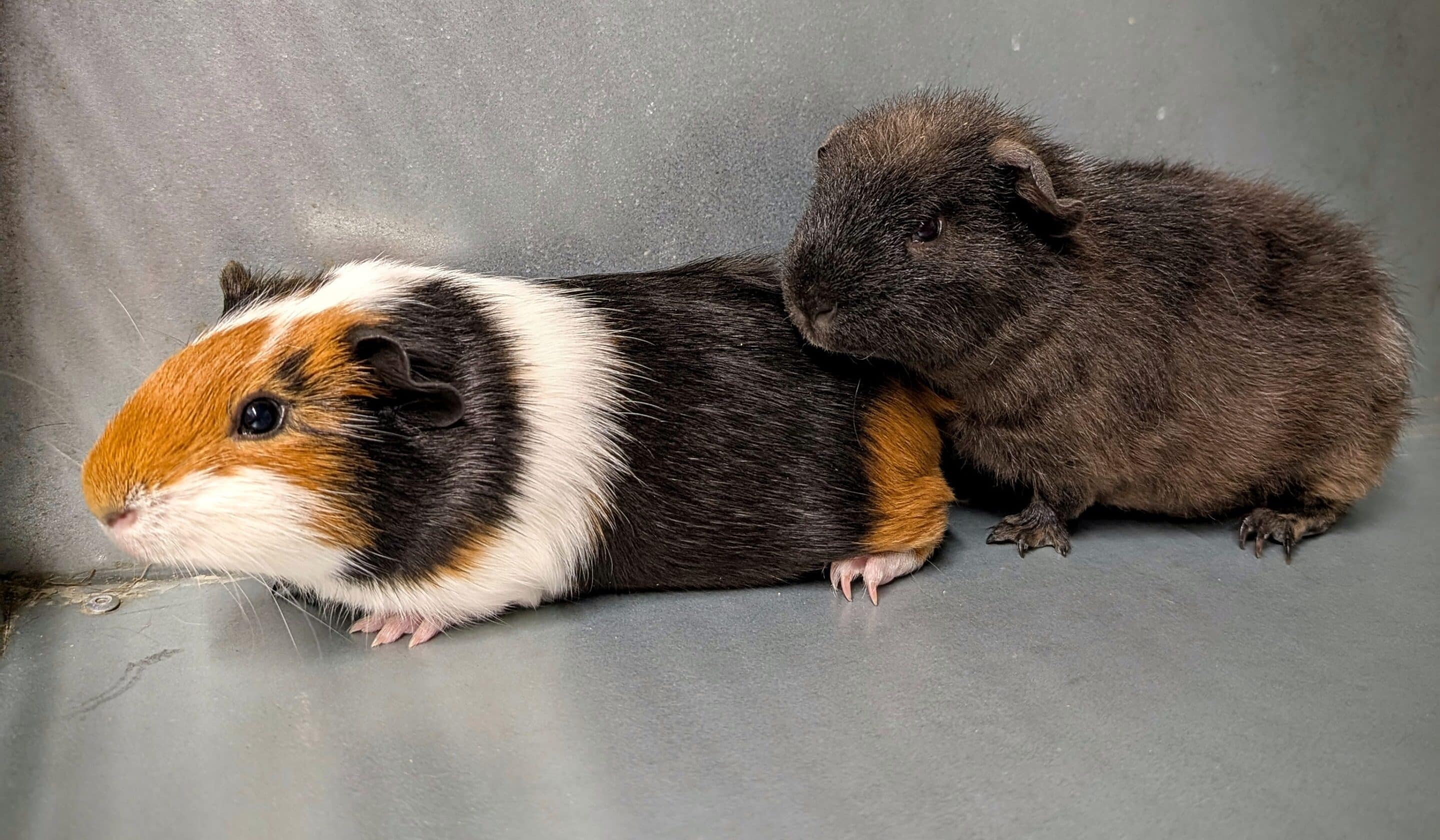 baby guinea pigs