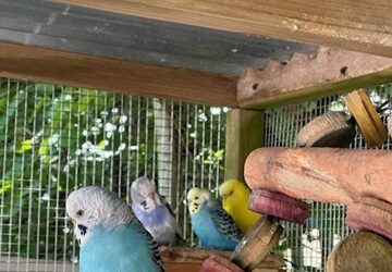 4 Budgies