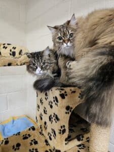 Tabitha + Tinker