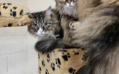 Tabitha + Tinker