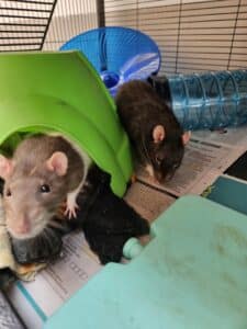 Ron and Reg