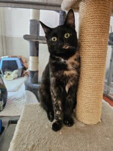 Nutmeg