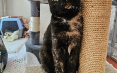 Nutmeg