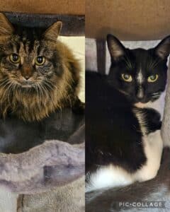 Freddie & Bean