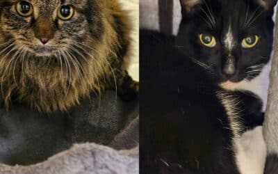 Freddie & Bean