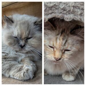 Dizzy & Dotty