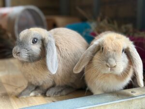 Lavender & Thyme