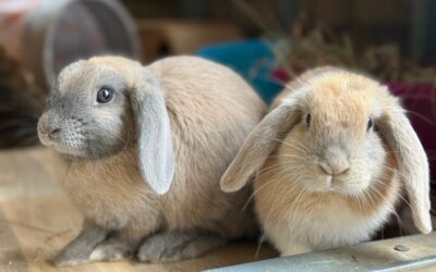 Lavender & Thyme
