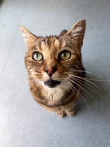Lulu
