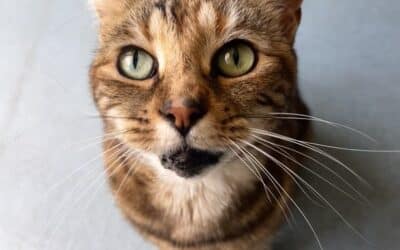 Lulu