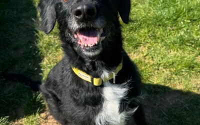 Mojo