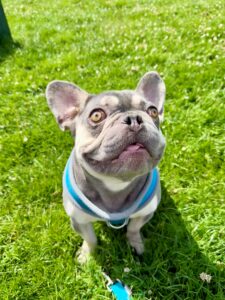 Rocky (Frenchie)