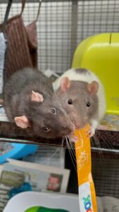 Ron and Reg