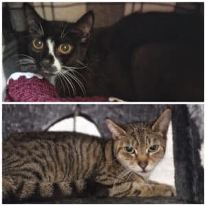 Tilly & Maggot