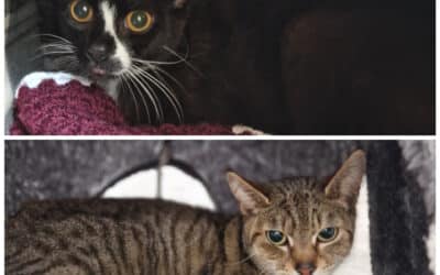 Tilly & Maggot