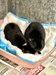 Dax and Jax